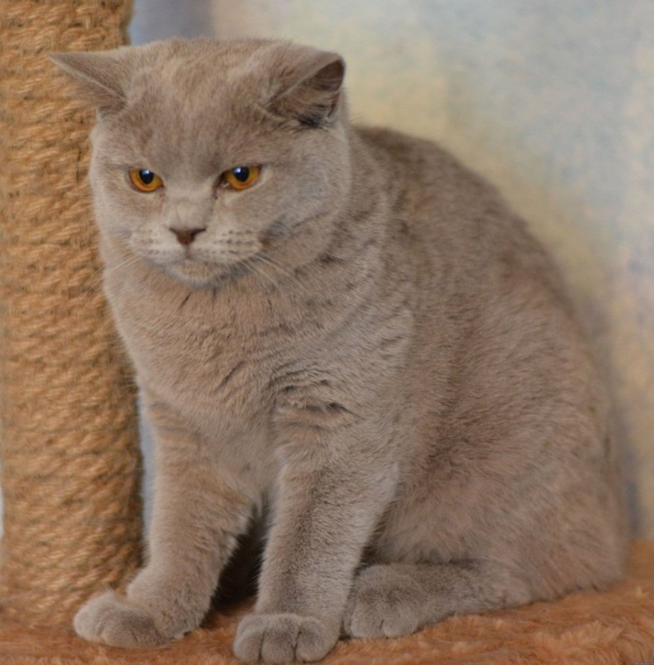 Лиловый кот британец