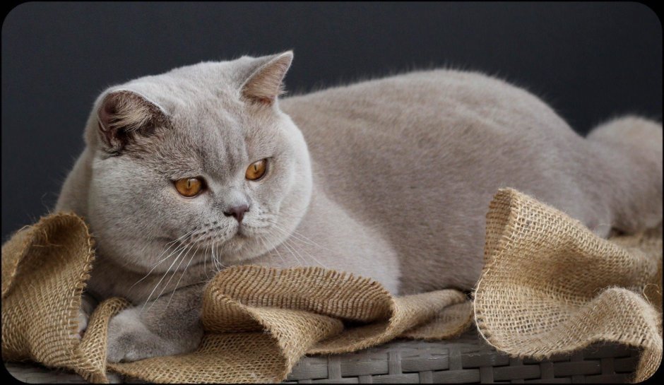 Британская короткошёрстная кошка лиловая