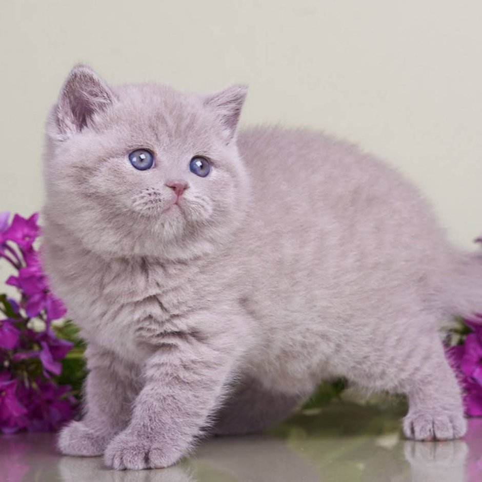 Лиловое золото Британская