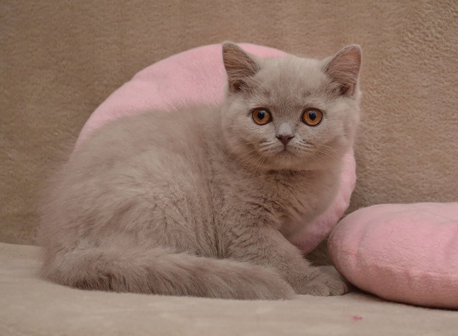 Британская короткошёрстная кошка лиловая