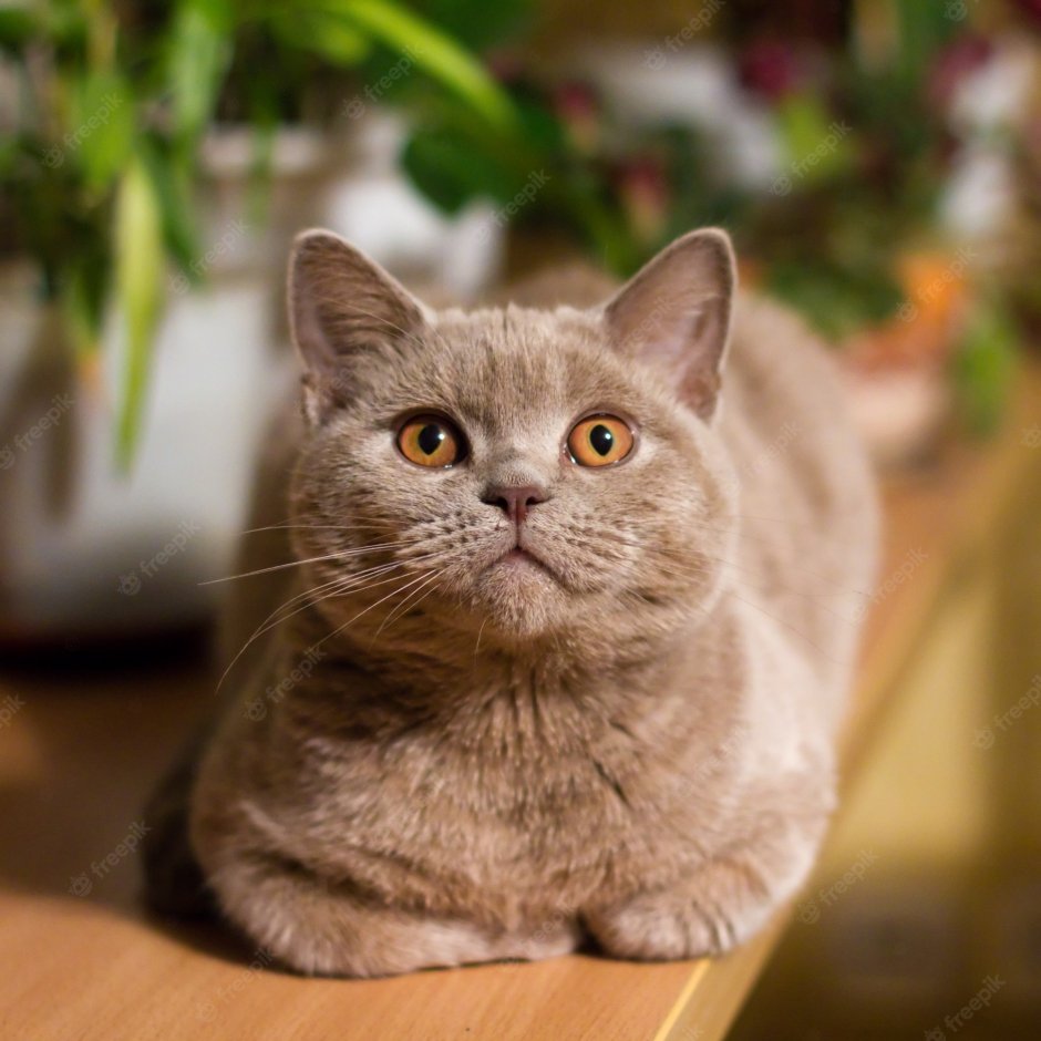 Британская лиловая кошка портрет