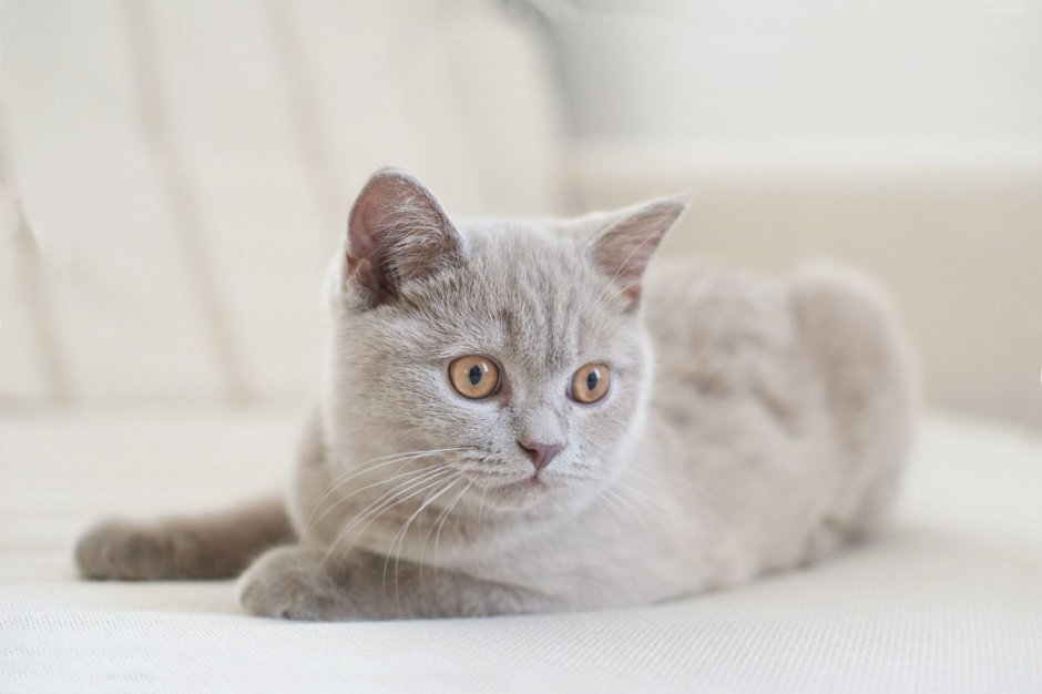 Британская лиловая кошка фото
