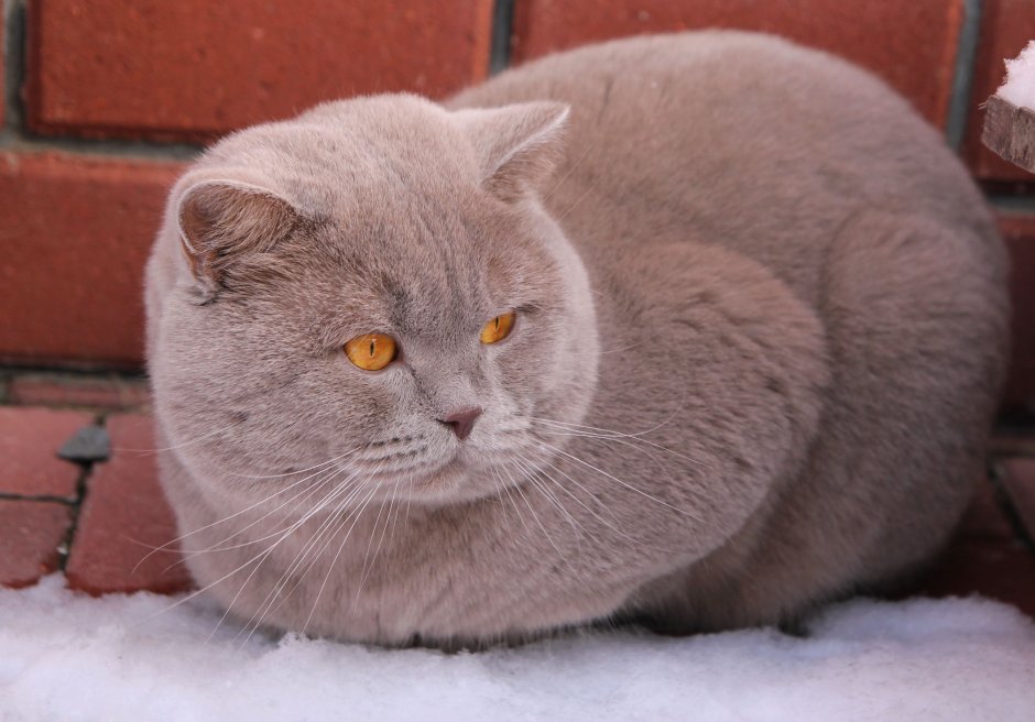 Лиловый кот британец