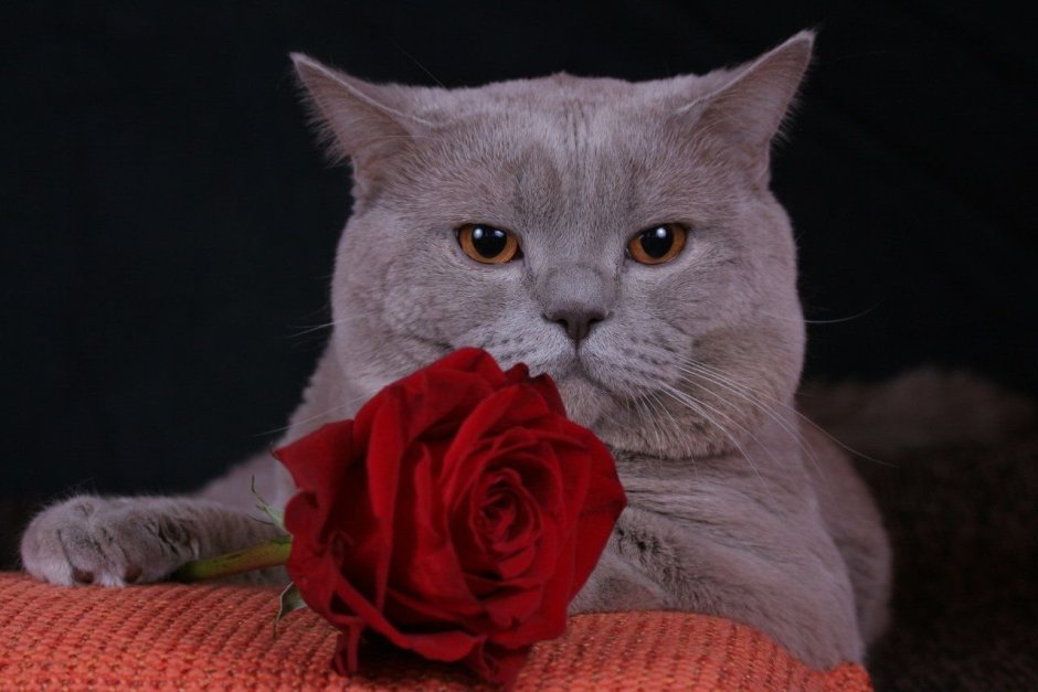 Шотландский скоттиш страйт лиловый