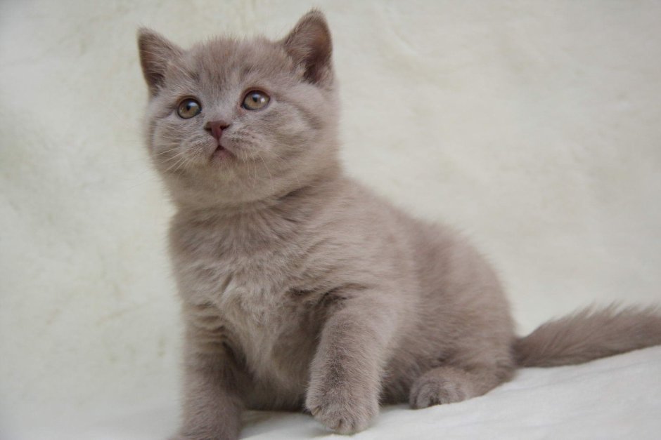 Лиловый британец котенок