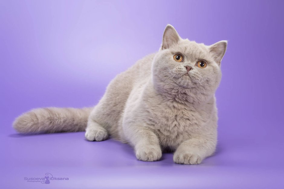 Британский короткошерстный кот толстый