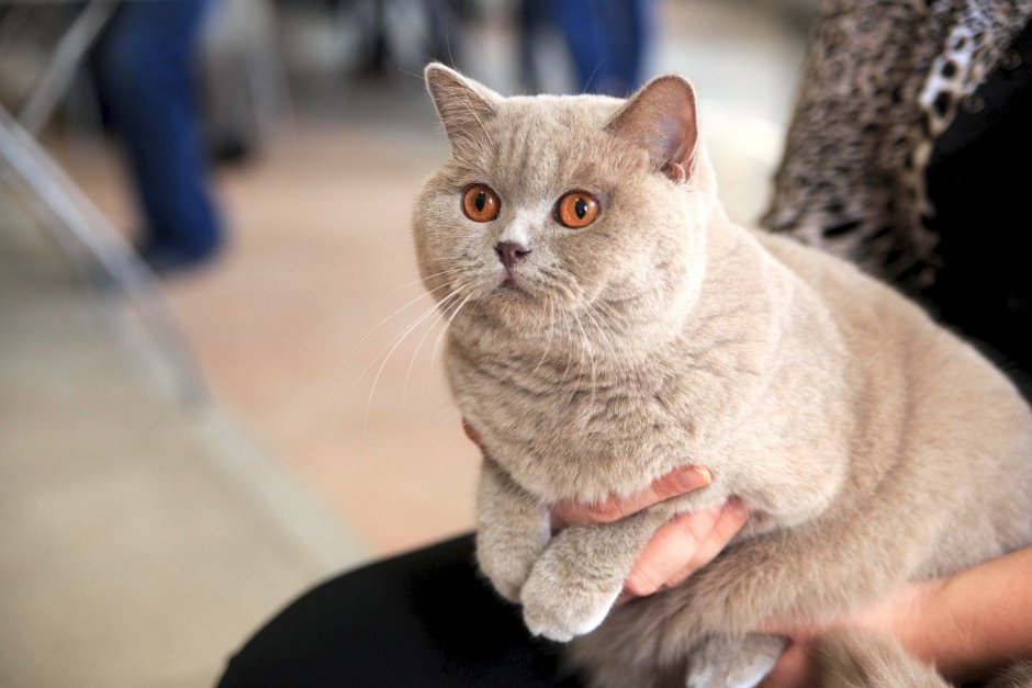 Лиловый кот британец