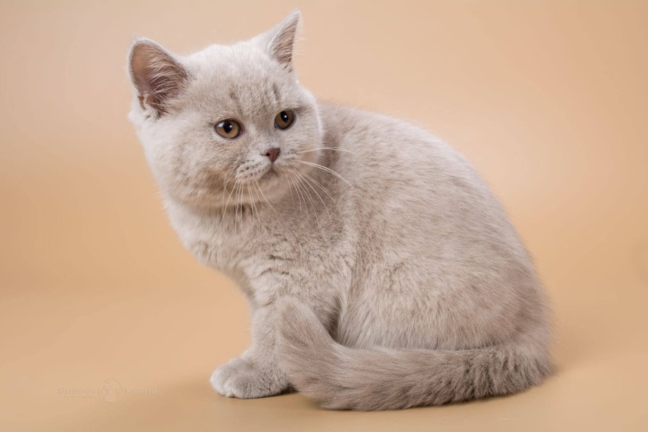 Британский кот светлый