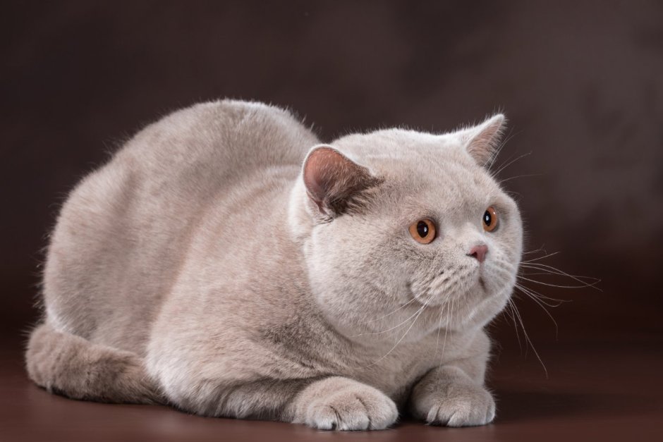 Британская короткошёрстная кошка лиловая