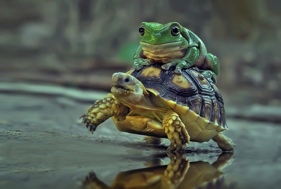 Земноводные черепахи