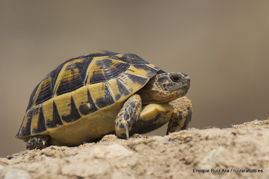 Testudo Graeca