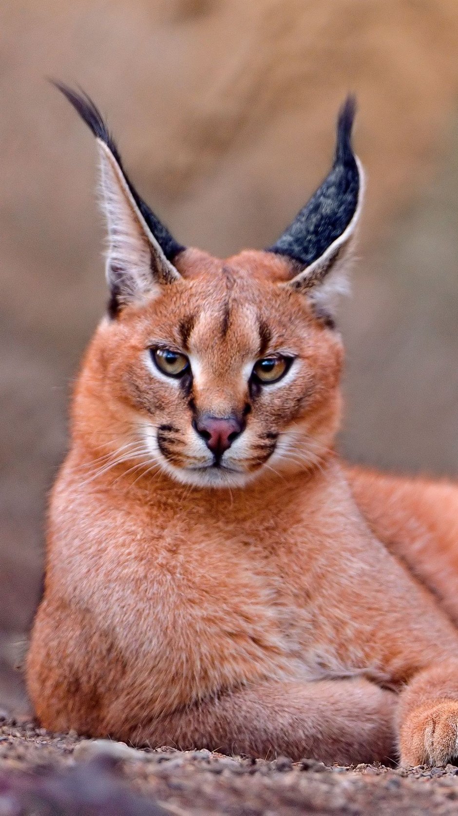 Каракун кошка