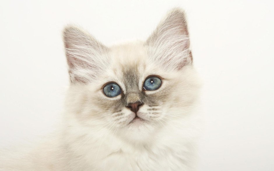 Светлые коты