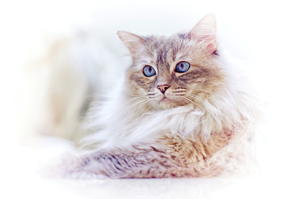Светлая кошка