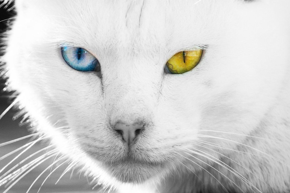 Кот гетерохромия