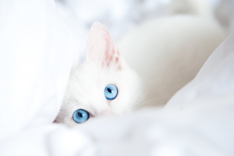 Белая кошка с голубыми глазами