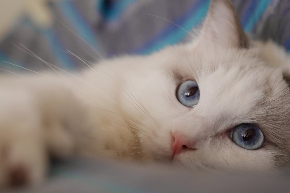 Кошка Рэгдолл голубоглазый