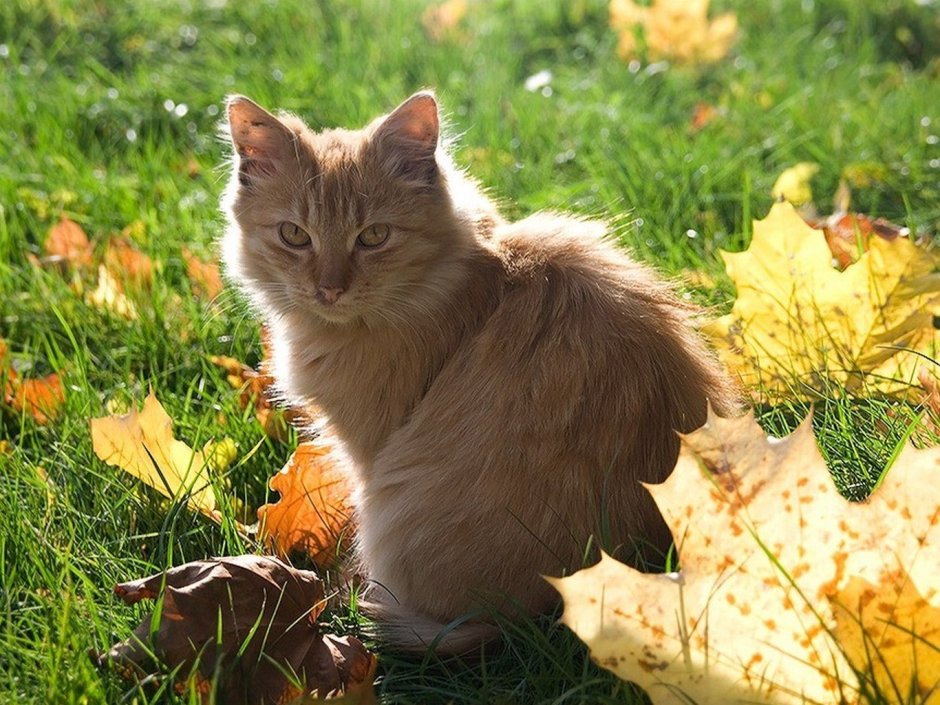 Рыжий кот осень