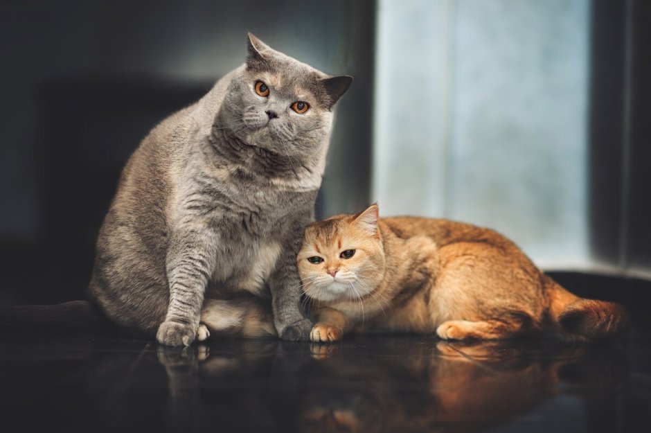 Рыжий и серый коты