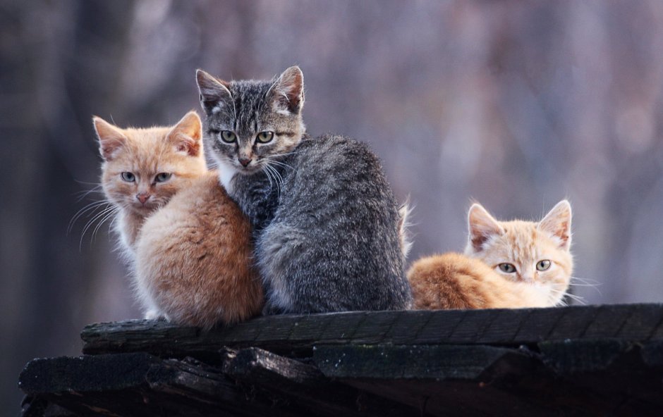 Три кошки
