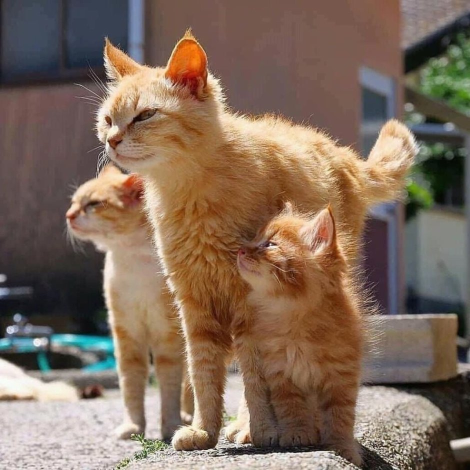 Рыжая кошка с котятами
