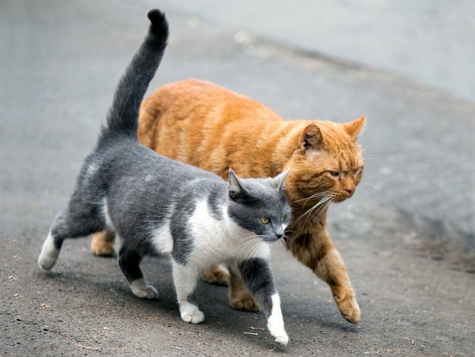 Коты гуляют