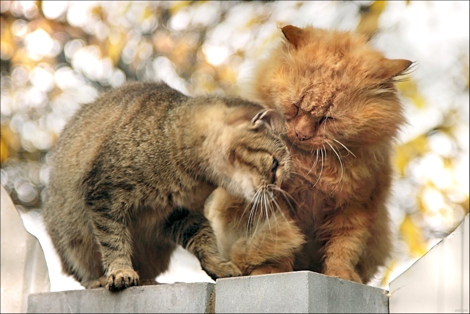Осень и котики и любовь