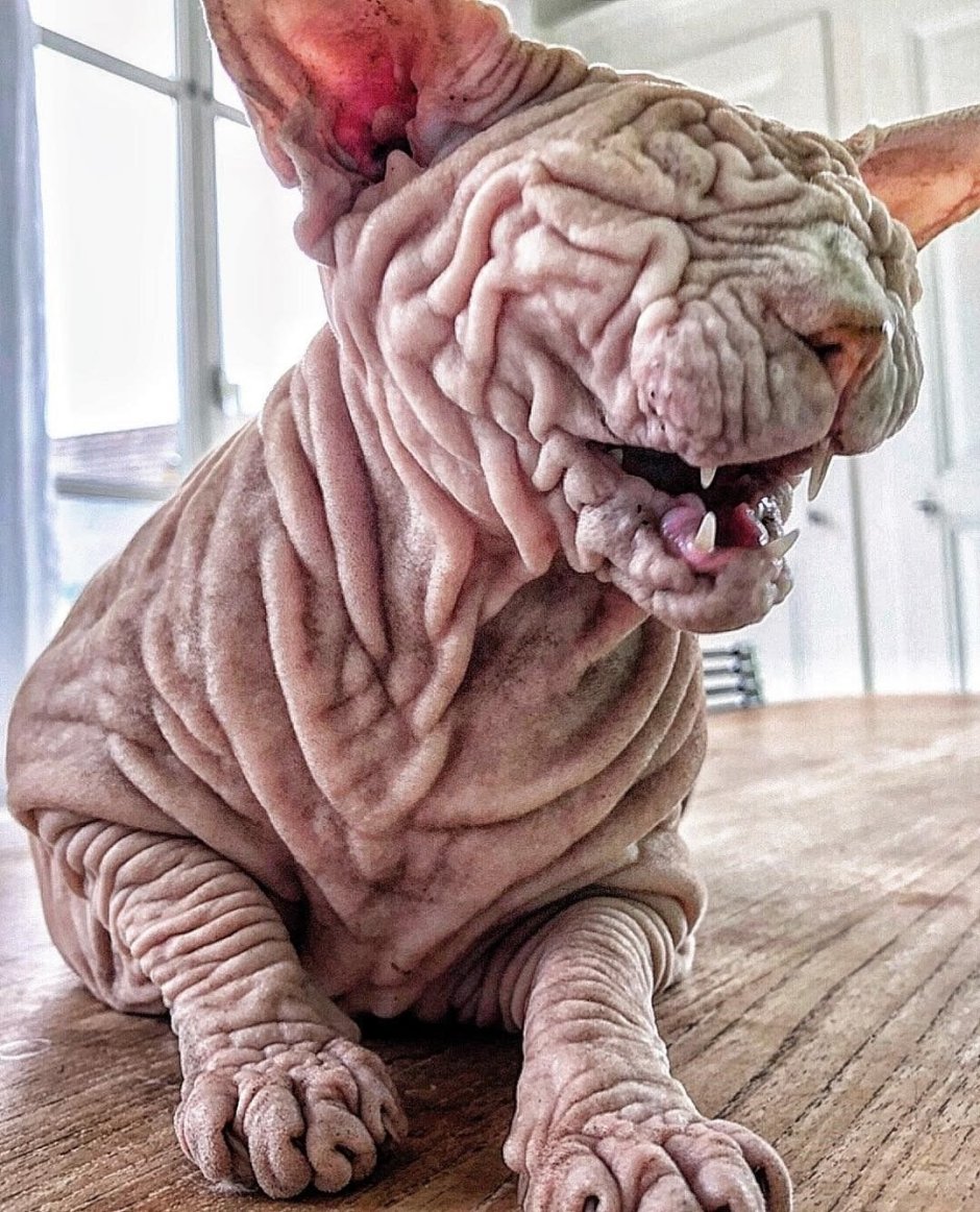 Кохона сфинкс