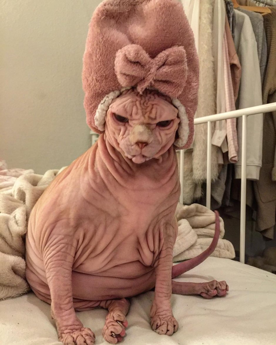 Сфинкс кошка морщинистая