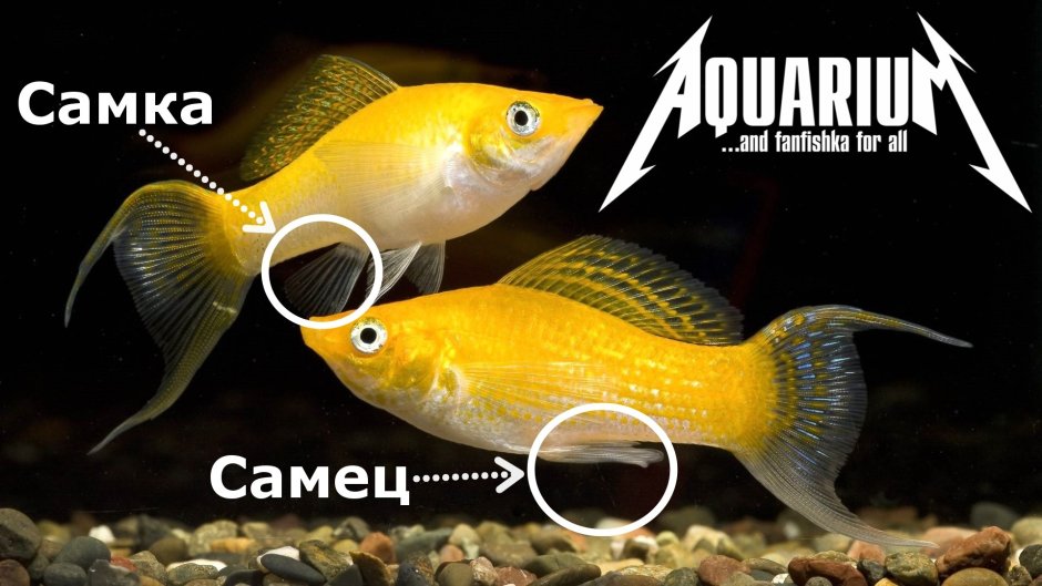 Моллинезия самец и самка