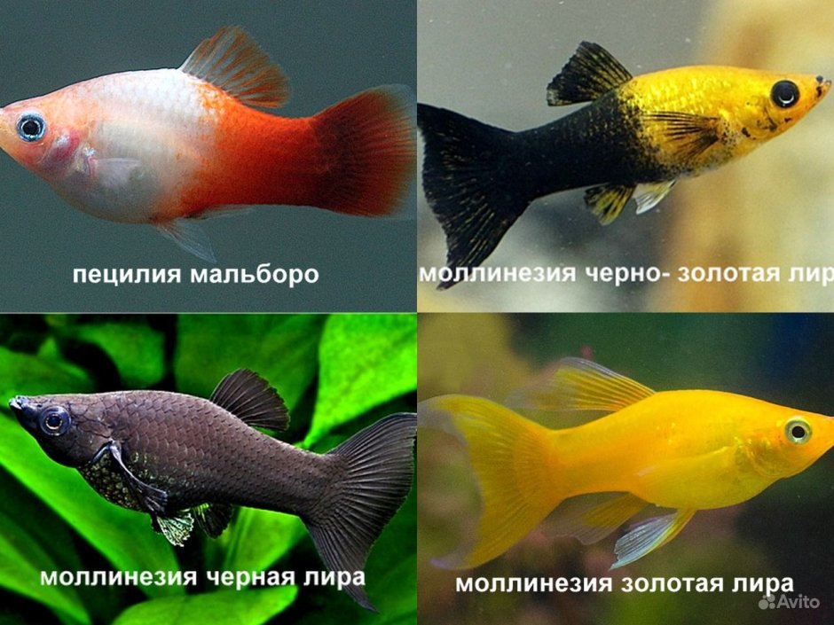 Пецилии моллинезии меченосцы