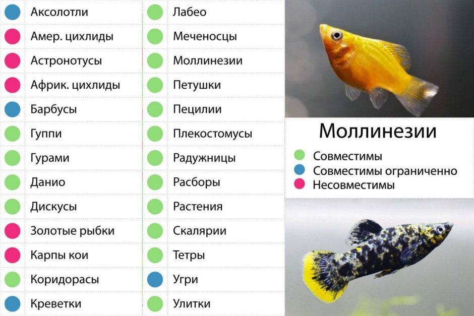 Моллинезия чёрная совместимость