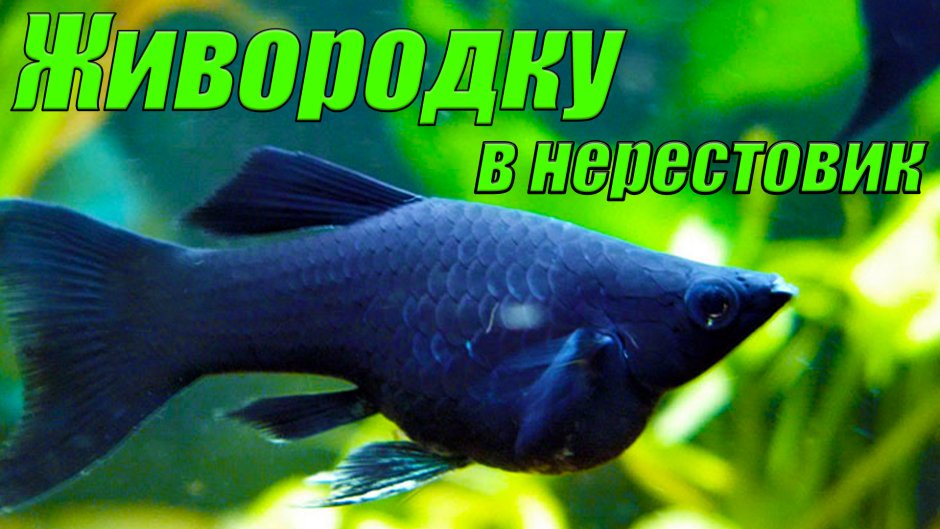 Аквариумная рыбка Моллинезия черная