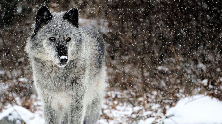 Wolf 1048899