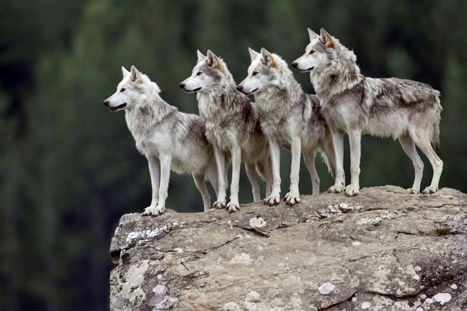 Волк обыкновенный (canis Lupus)