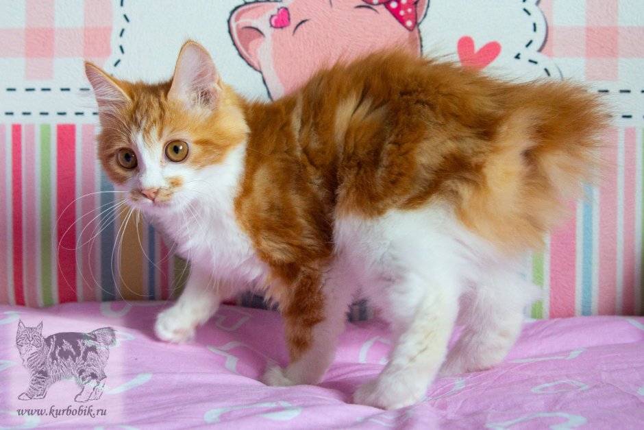 Котенок Курильский бобтейл красный мрамор