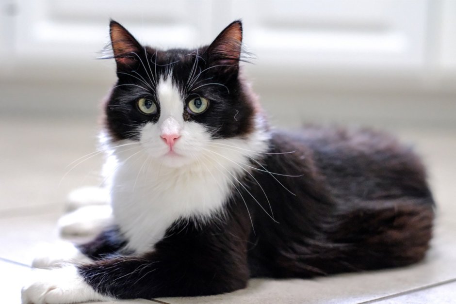 Tuxedo порода кошек
