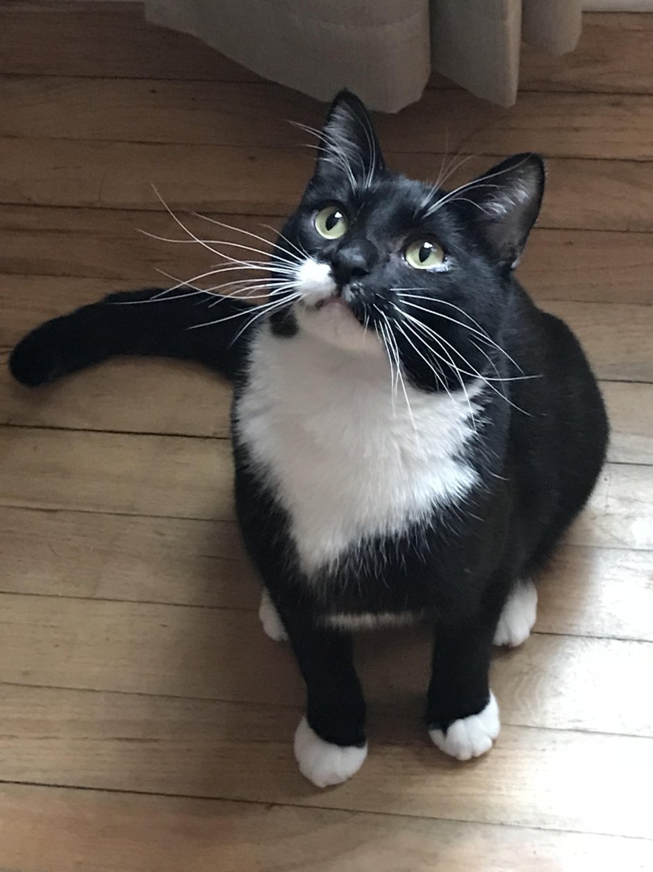 Кошка тукседо