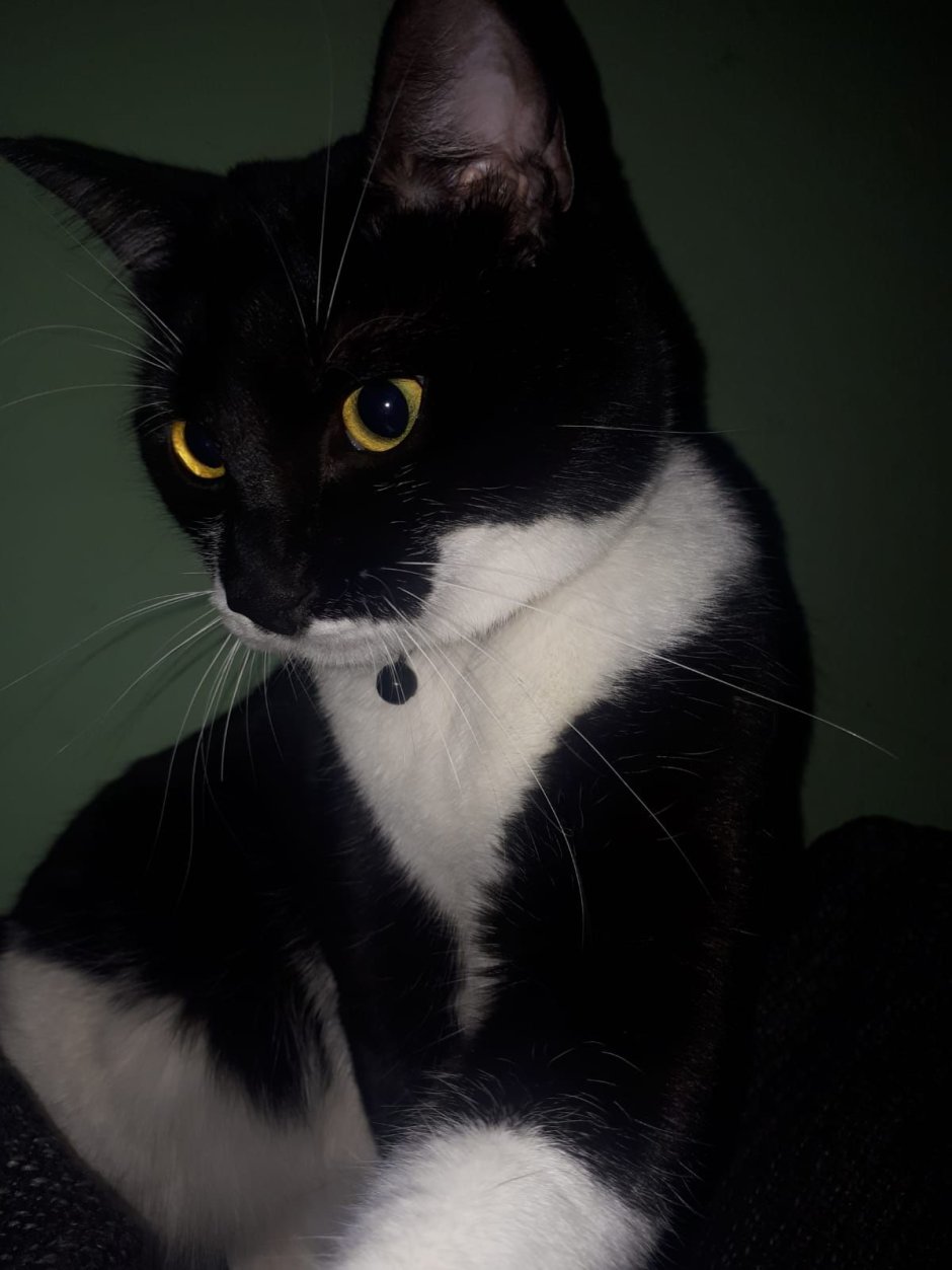 Такседо кошка