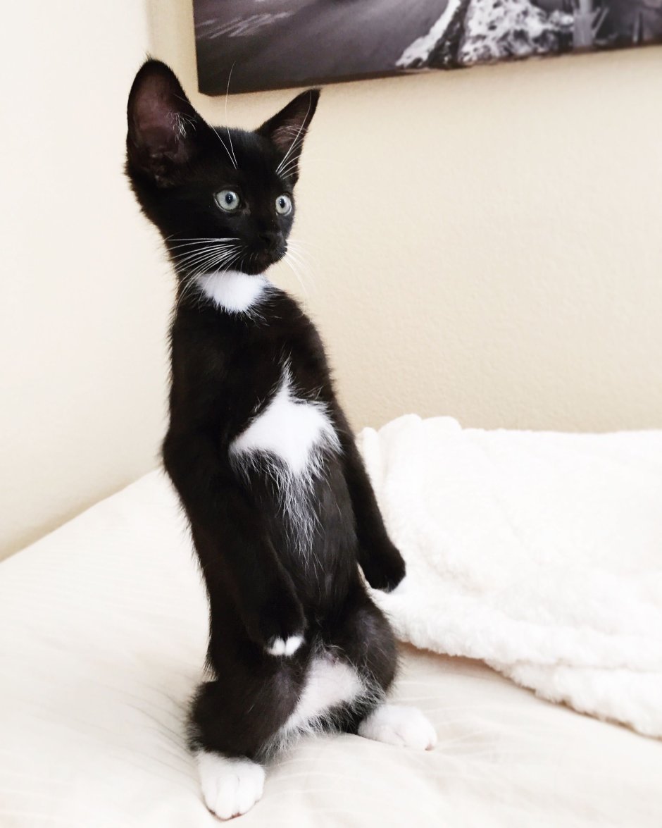 Такседо порода кошек