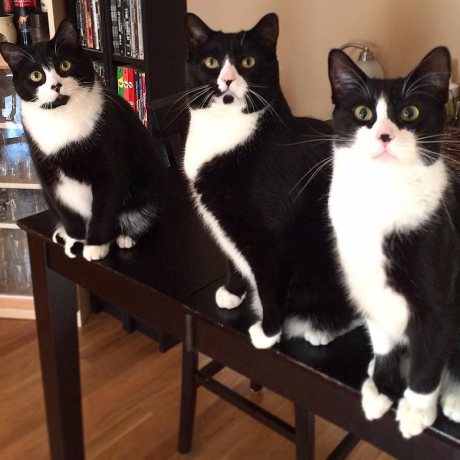 Такседо окрас