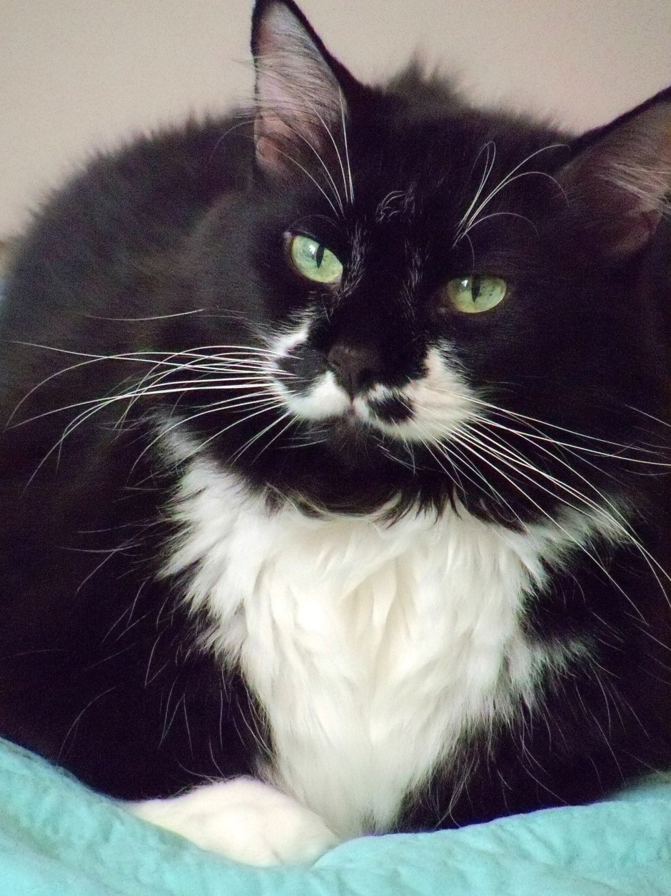 Такседо кошка