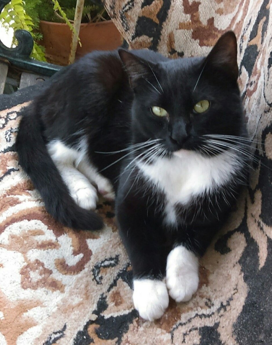 Такседо кошка