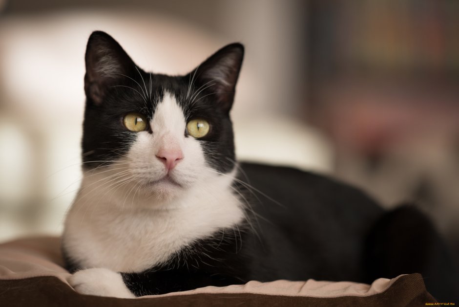 Порода тукседо