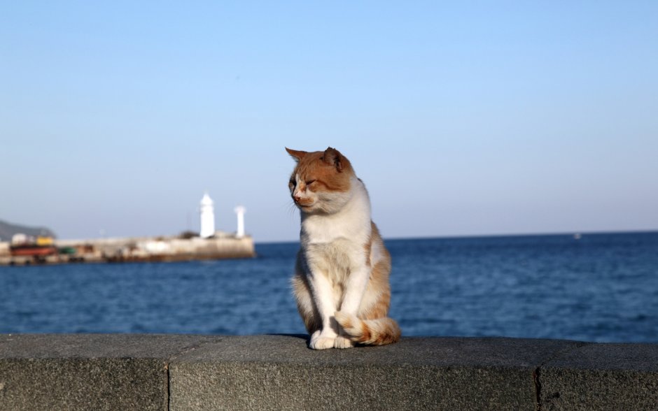 Котенок на море