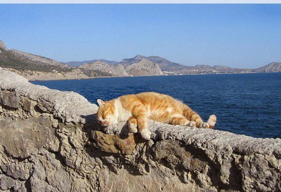 Котик на море