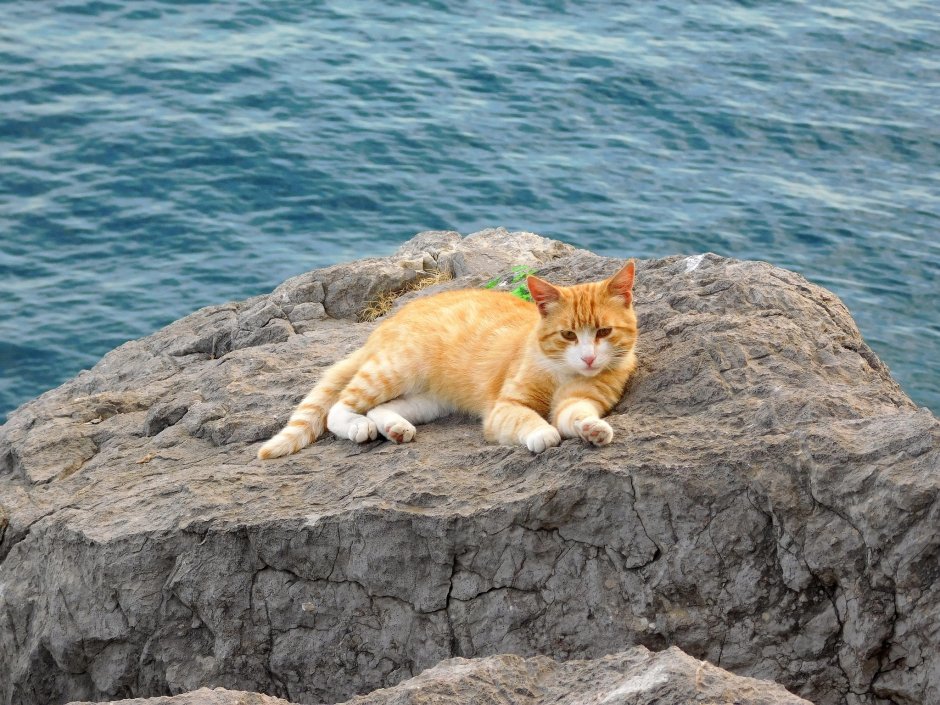 Рыжий кот на море