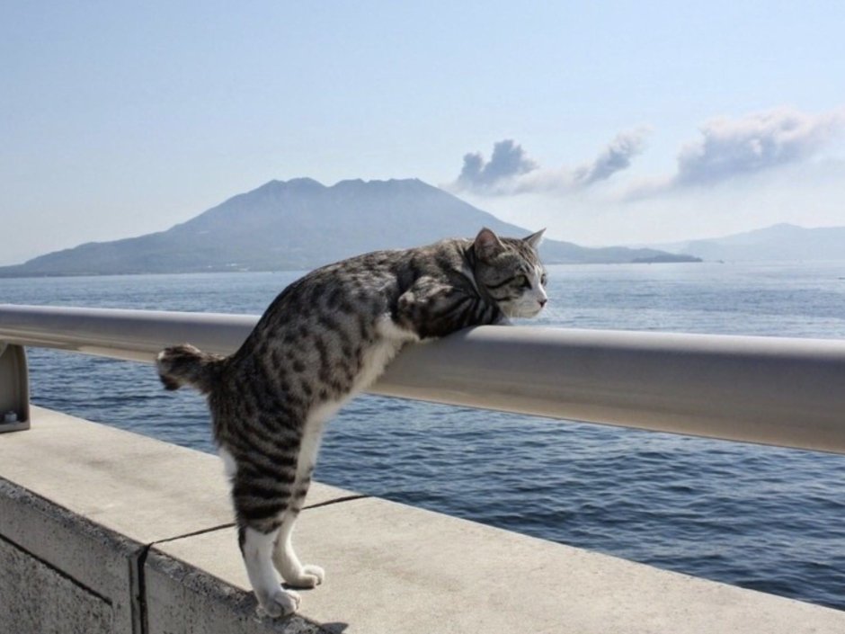 Кошечка на море