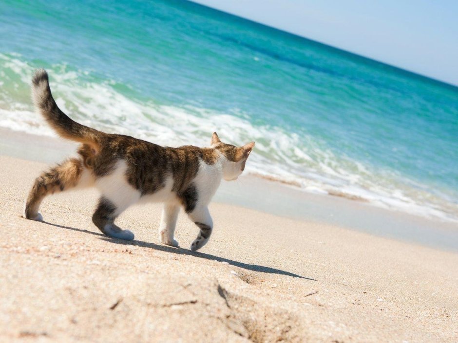 Котик на море