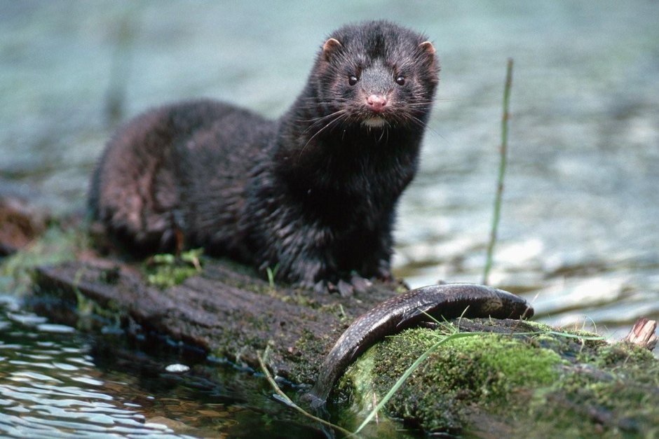 Американская норка (Mustela Vison)